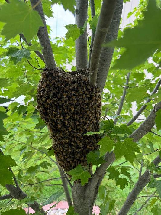 Report a Swarm!