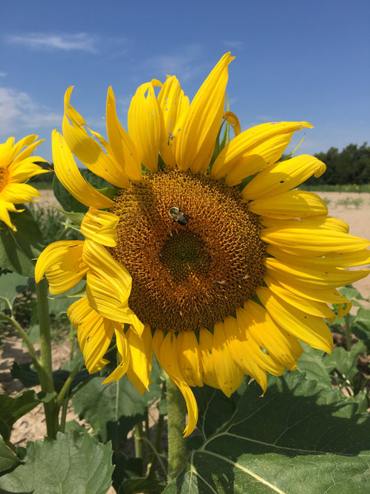 Feed for Honeybees