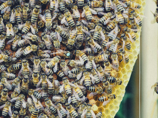 Episode 11 - Fancy Queens, Honey Tastings, Hiveorama updates, Bananas and more!