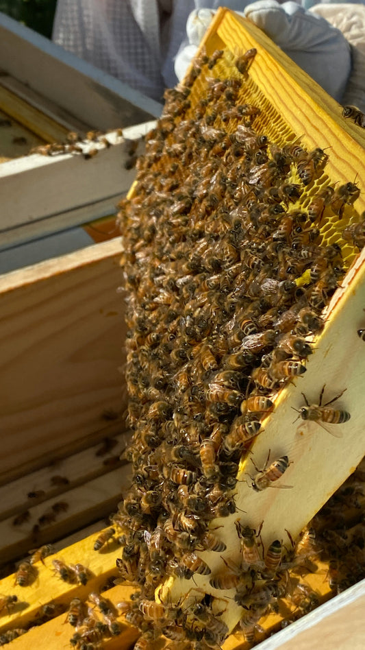 Episode 9 - Honey Harvest, Flow Hives, Grafting Queens, Beekeeping Tours and More