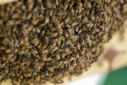Episode 6 - Queen Rearing, Nectar Flow, Hive Swarming, Honey Collection, Apitourism