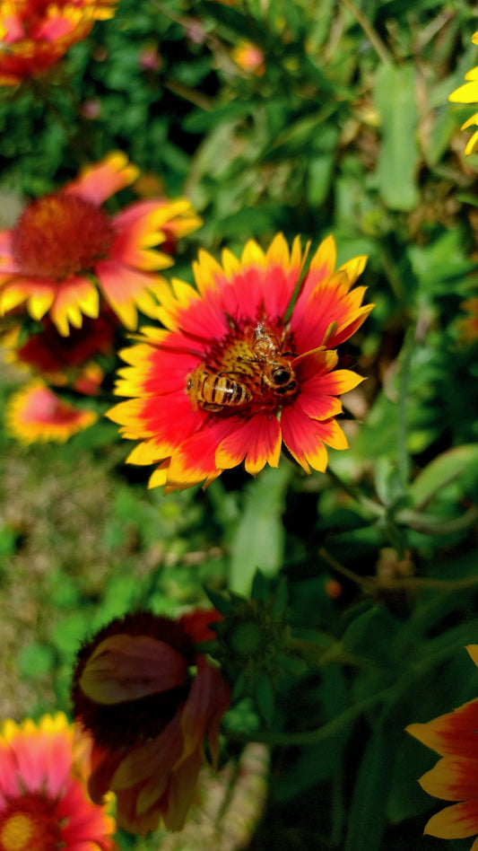 Episode 10 - End of July Bee Farm updates, hive-o-rama, and struggles with small hive beetle