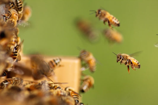 Episode 7 - Visiting Beekeeping Buddy Valerie Ross! Looking back at what it is like to be a beginner beekeeper.