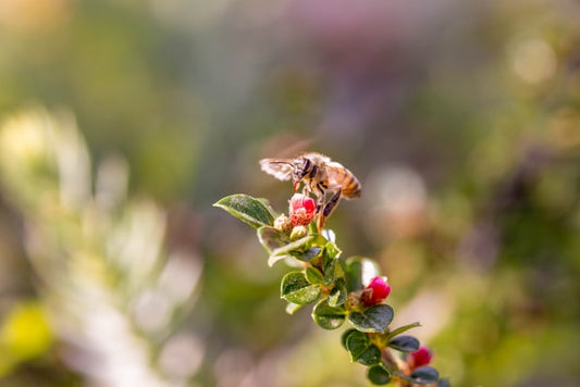 Episode 5 - Package Installation, Swarm Season, Japan Beekeeping Trip, and Cutouts