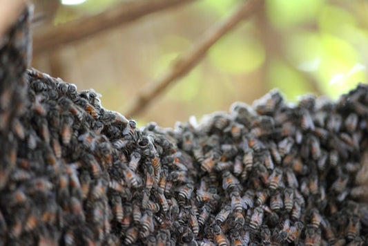 Episode 8 - Moving Hives, Flow Hives, EFB, Queen Grafting and More