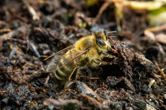 Episode 13 - Winter Feeding, Winterizing, Hive Beetles, Fall Honey, Queen Transfer, Bald Faced Hornets, Crystalized Honey, Wax Processing, and Propolis