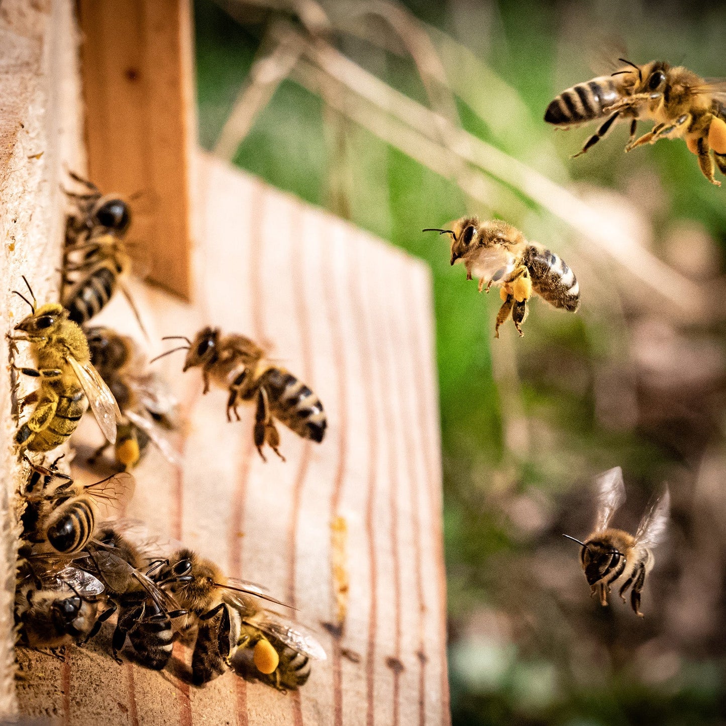 Spring Honey