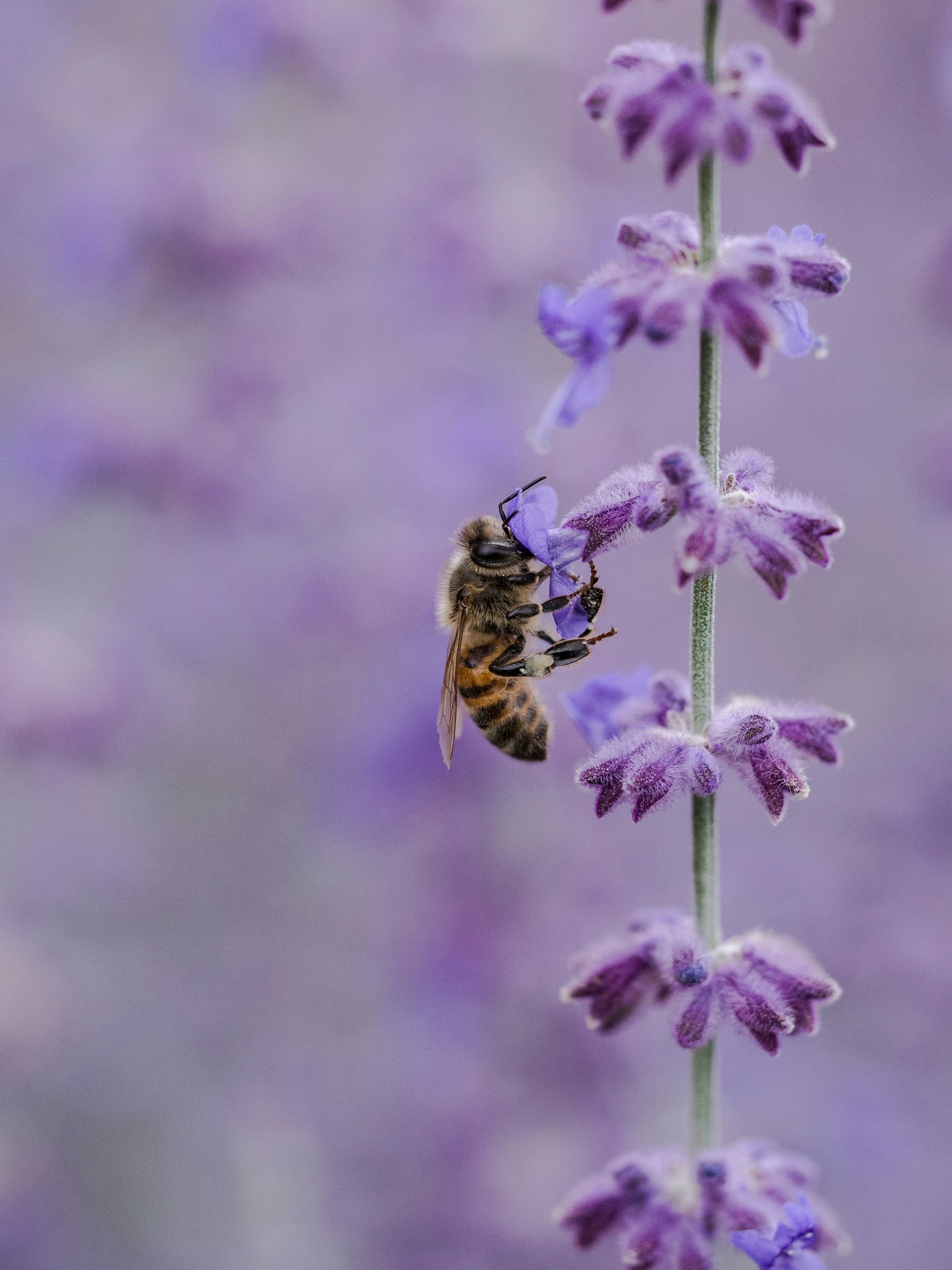 Spring (April) 2026 Nucs For Sale