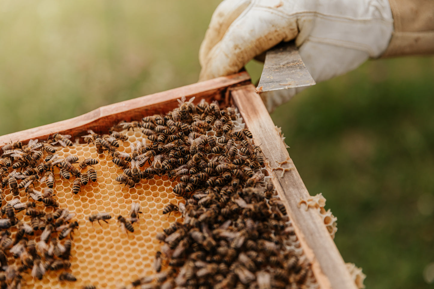 Spring 2026 Beginner Beekeeping Course