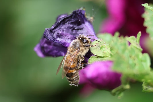 Episode 2 - Weird Weather, Measuring VSH, Beekeeping Clubs, and Droning On