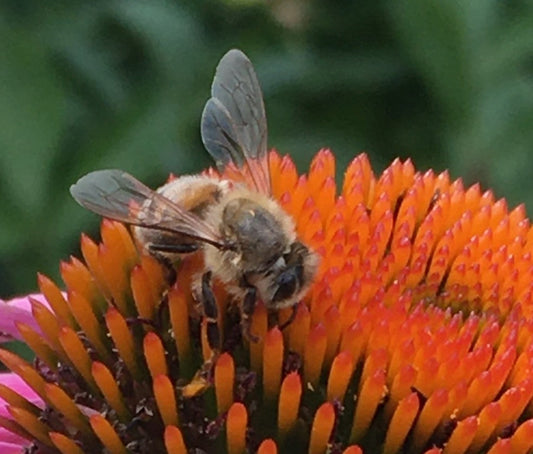 Is it a honeybee?