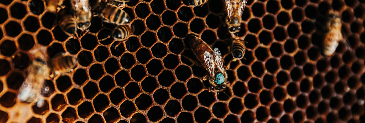 Custom Painted Beehives – Riverview Road Apiary