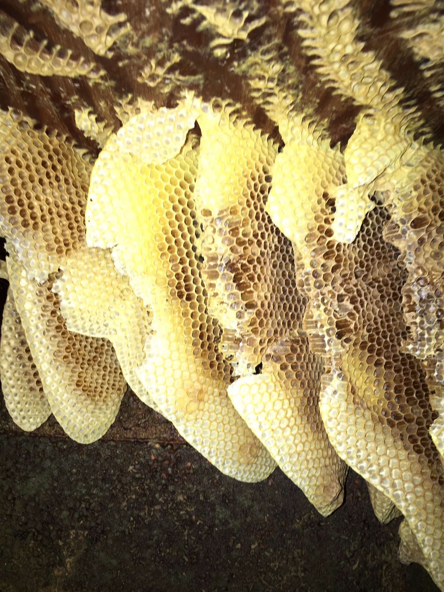 Honeybee Hive Removal