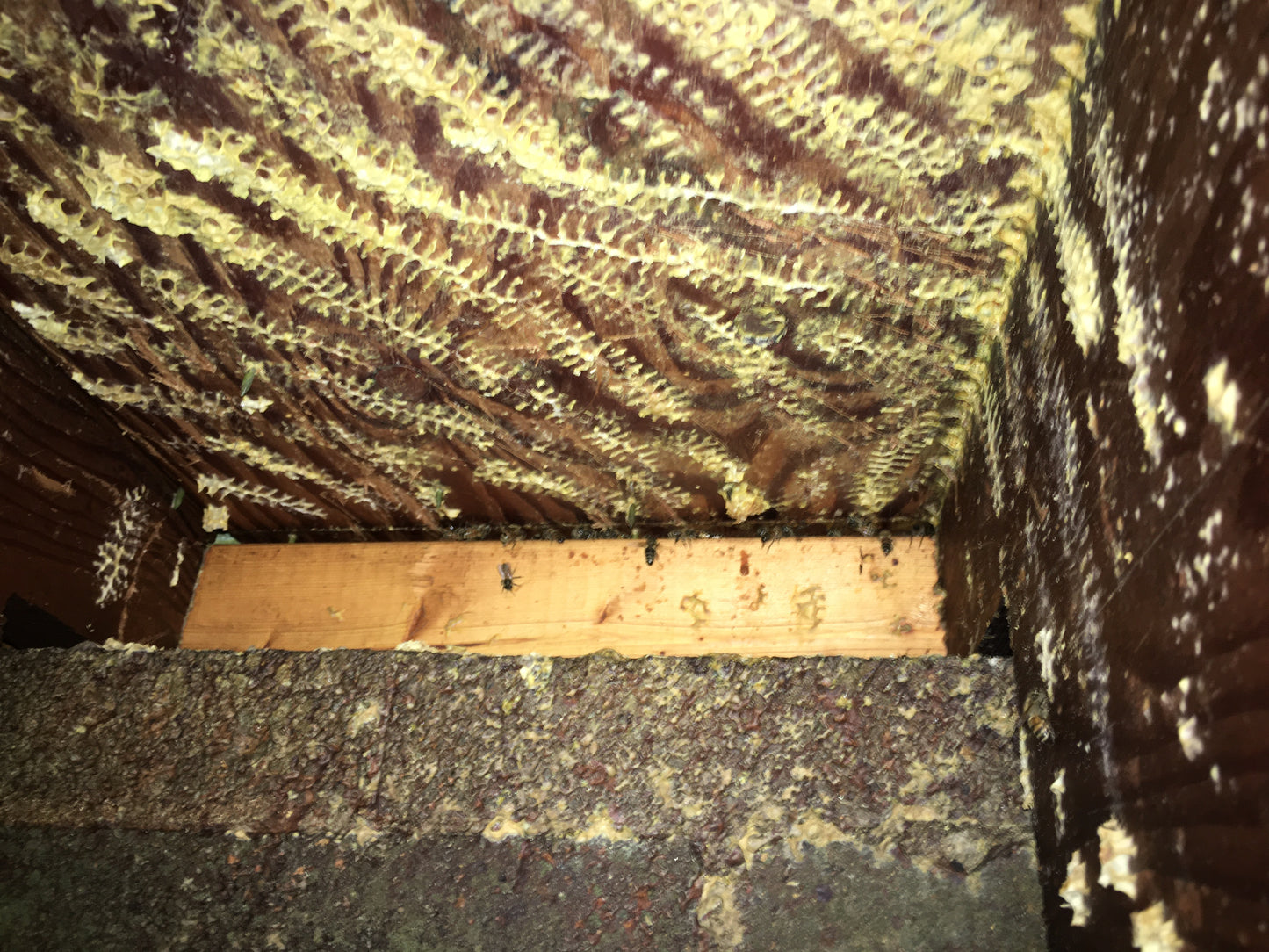 Honeybee Hive Removal