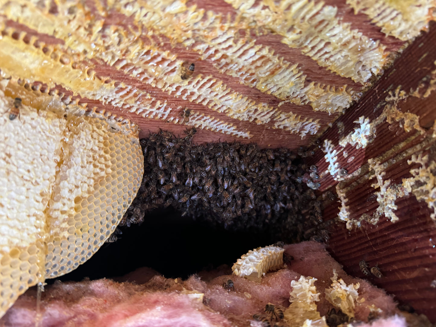 Honeybee Hive Removal