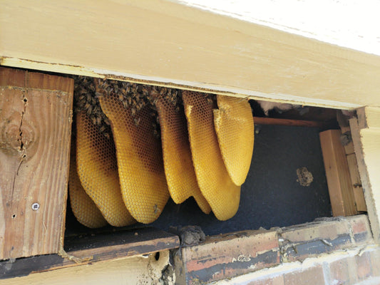 Honeybee Hive Removal