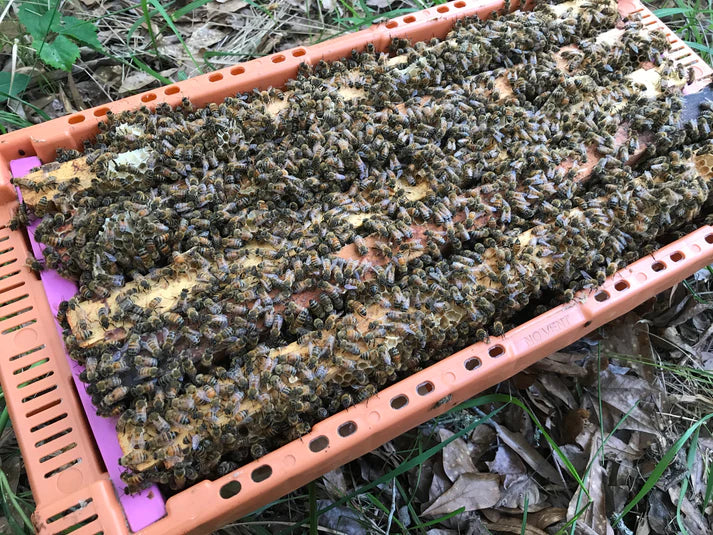 Spring (April) 2025 Nucs For Sale