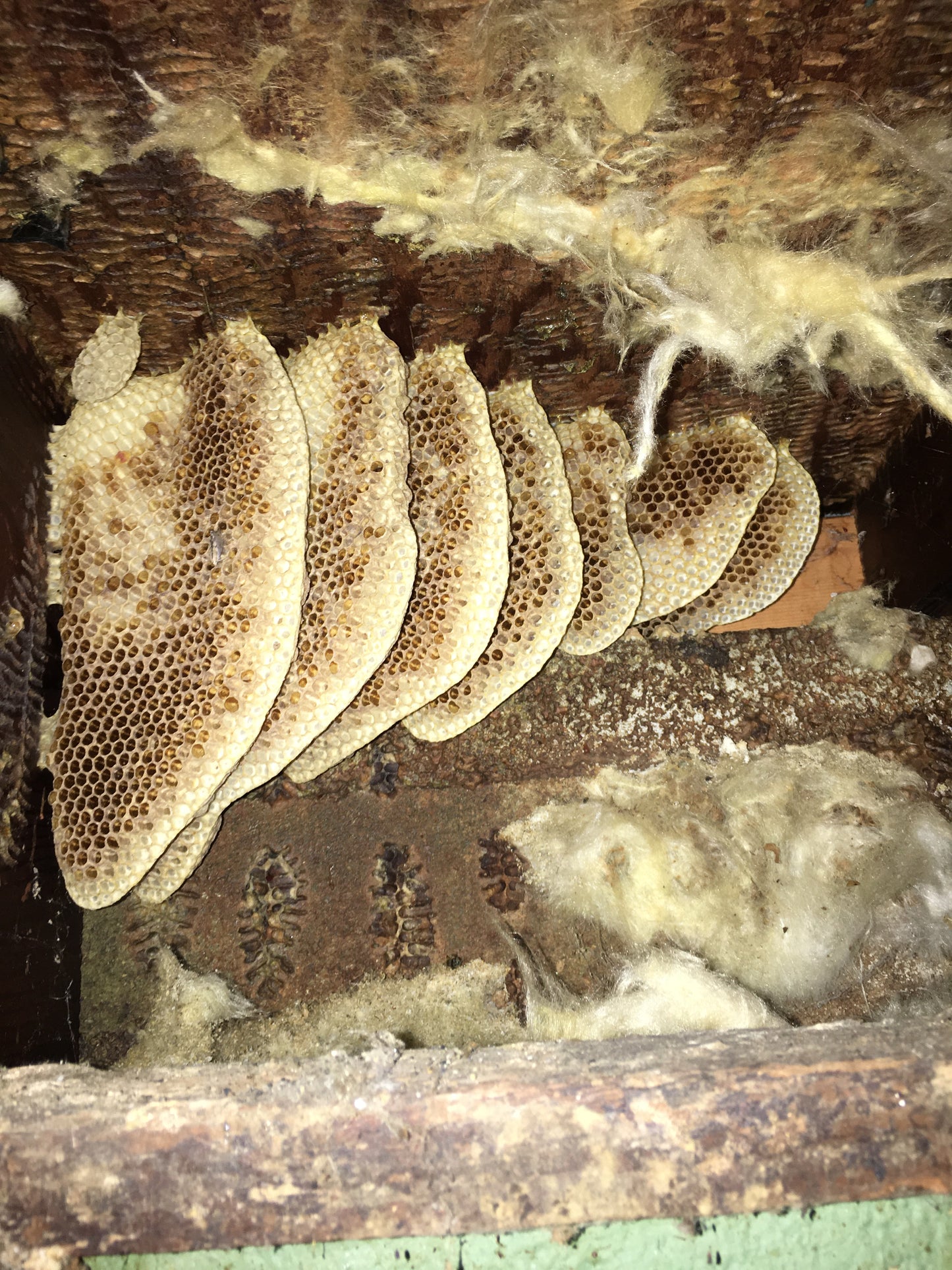 Honeybee Hive Removal