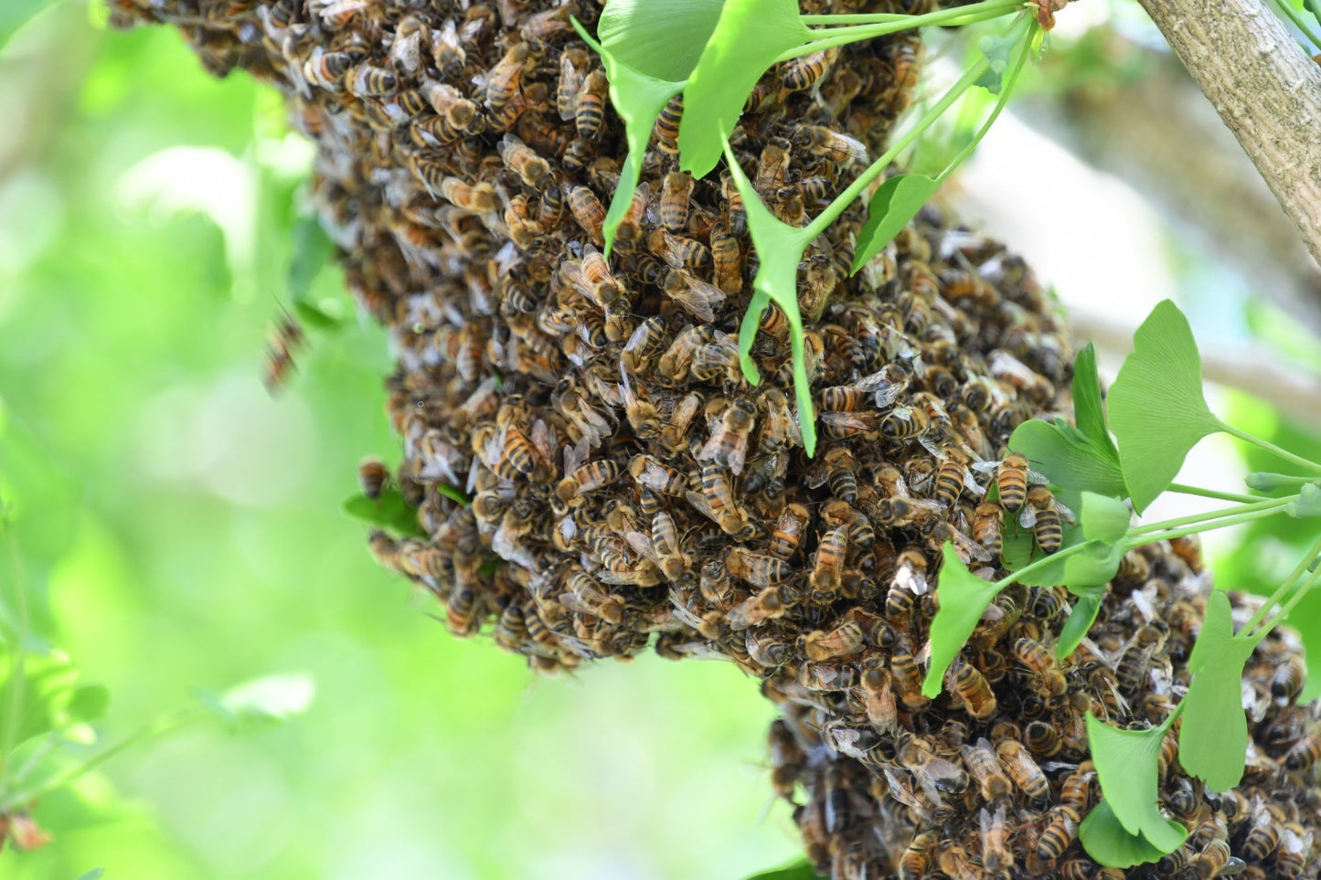 Honeybee Hive Removal