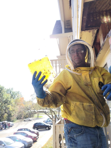 Honeybee Hive Removal