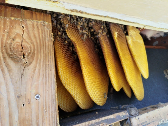 Honeybee Hive Removal