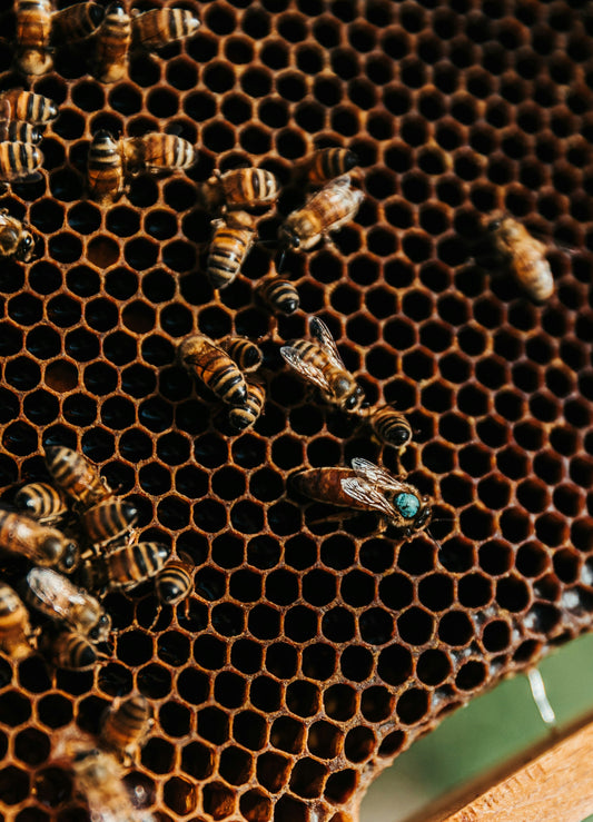 Queen Rearing Course