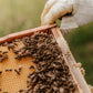 Spring 2024 Beginner Beekeeping Course